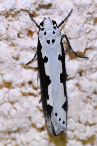 Réf. 323 607 : Ethmia bipunctella